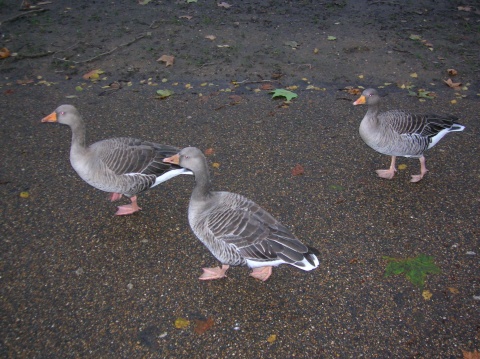 Geese in St James Park